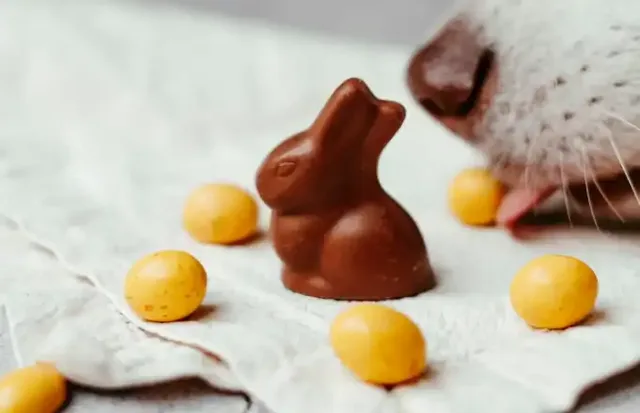 Hond heeft chocola gegeten: wat doet chocola met een hond?